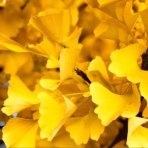 Meet your Posher, Yun